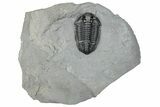 Calymene Niagarensis Trilobite Fossil - New York #295575-1